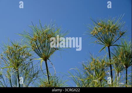 Cyperus papyrus, Egyptian paper reed, Egyptian paper rush, Stock Photo