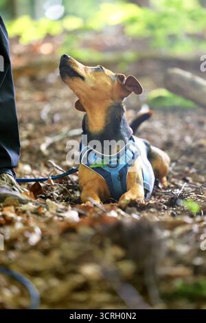 A dog looks up trustingly at its owner in the forest. Stock Photo