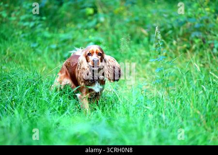 Adorable Cocker Spaniel in Lush Green Field Stock Photo