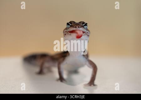 Cute Leopard Geckos (Eublepharis Macularius) on blur background Stock Photo