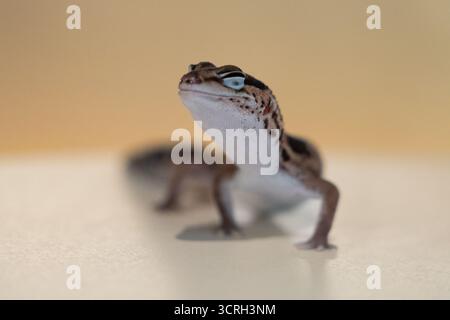 Cute Leopard Geckos (Eublepharis Macularius) on blur background Stock Photo