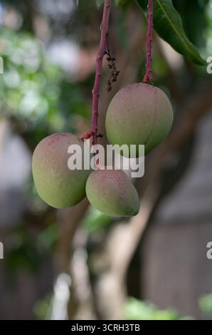 Close-up of raw green mangoes hanging from a tree branch, tropical fruit in natural sunlight. Stock Photo