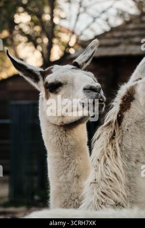 Two white llamas face to face in a zoo enclosure, close-up interaction between South American animals. Stock Photo