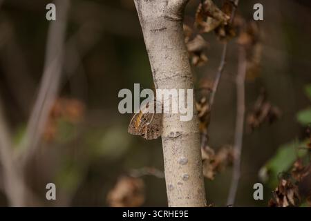 Lattice Brown Butterfly resting on tree - Kirinia roxelana Stock Photo