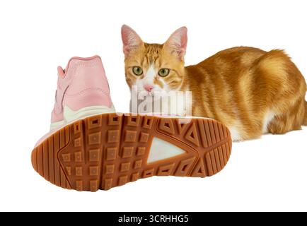 A pair of fashionable pink leather sneakers, isolated on a white background with one sneaker showing its sole with a lovely tabby orange-white cat wit Stock Photo