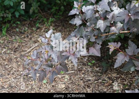 branch with greenish gray leaves extends over wood chips in summer sunshine (close-up, green) Stock Photo