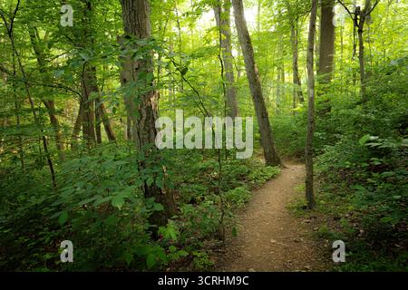 Dirt path winding through green woods Stock Photo