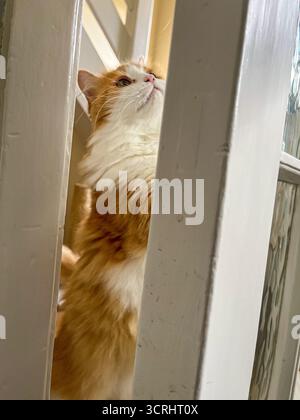 A ginger-and-white cat is standing at the door, looking sad, wanting to be let inside. Stock Photo