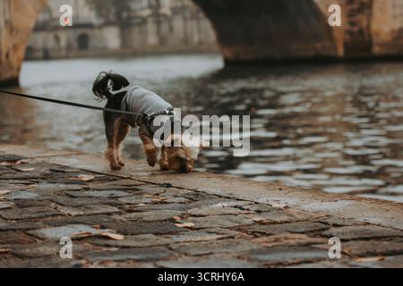 Yorkshire Terrier sniffing the ground near a river. A small Yorkshire Terrier wearing a gray sweater sniffs the ground on a stone walkway near a river Stock Photo