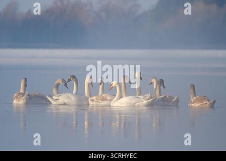 swans in an ice hole on a winter river , winter period Stock Photo