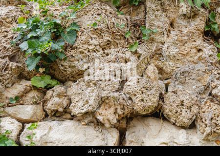 Detailed view of an aged stone wall with ivy vines spreading across the rough surface, showing the contrast between rugged rocks and thriving greenery Stock Photo