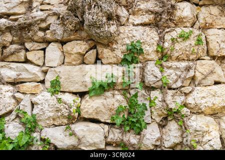Weathered stone wall with ivy vines climbing upward, blending natural greenery with rough rock texture. A rustic detail symbolizing growth, resilience Stock Photo