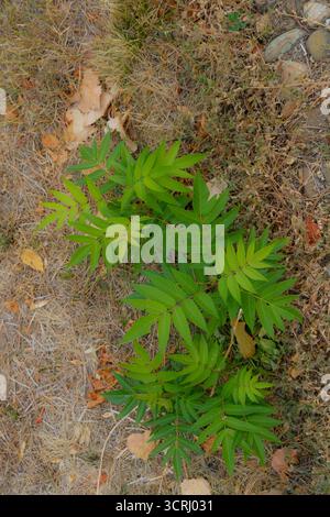 A small green plant with vibrant leaves emerges through dry grass and scattered fallen leaves, symbolizing resilience and natural contrast in an autum Stock Photo