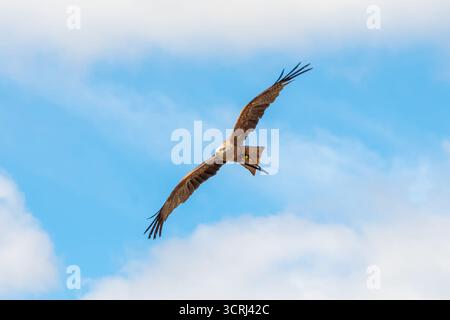 A bird of prey in flight with its wings spread wide against a cloudy sky Stock Photo