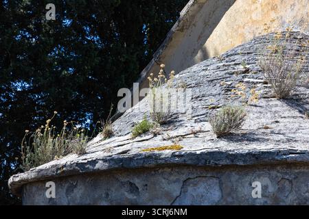 Rustic ruin scene featuring a sunlit, weathered wall and sloped roof, with hardy weeds growing through cracks. Tall evergreen trees provide a dramatic Stock Photo