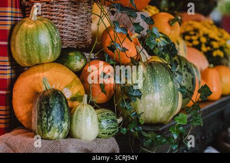 A colorful assortment of pumpkins and gourds in various shapes, sizes, and colors with yellow chrysanthemum and ivy on a vintage wooden furniture Stock Photo