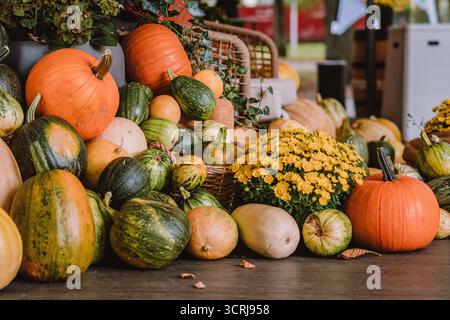 A colorful assortment of pumpkins and gourds in various shapes, sizes, and colors with yellow chrysanthemum and ivy on the pavement Stock Photo