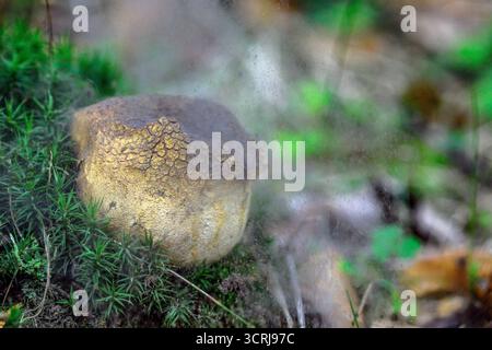 Common earthball (Scleroderma citrinum) releasing spores. Photo from Hidra, south-western Norway in September. Stock Photo
