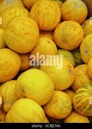 Melons in the market. Fruit background - yellow texture of melons stacked in a few layers. Stock Photo