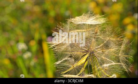 Dried flowers and dandelion seeds with reduced depth of field to blur the background and highlight the bokeh. Stock Photo