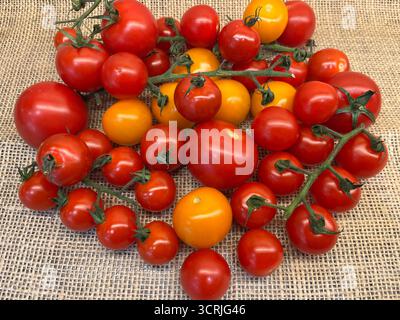 Cherry tomatoes yellow and red on branches sacking cloth Stock Photo