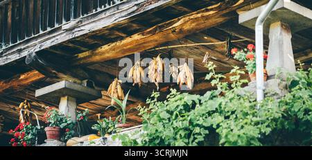 Traditional rural horreo view with dried corn cobs hanging under the wooden beams, vibrant red flowers in clay pots, and lush green plants creating a Stock Photo