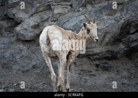 Mountain goat with horns stands on rocky terrain. Profile view from behind. Stock Photo