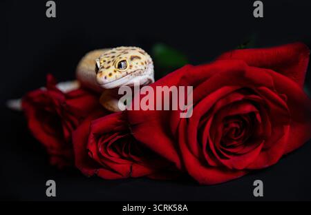 Unusual composition, a house gecko poses among luxurious, velvety red buds. Greeting card with space for inscription Stock Photo