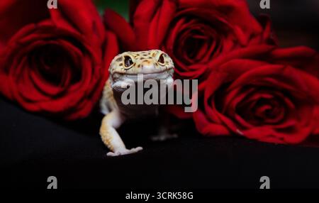 A spotted leopard gecko sits among bright red roses on a dark background. Greeting card with space for inscription. Stock Photo