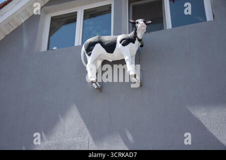 A plastic model of a cow, mounted on the outside wall of a building, under a window. The cow is white with black spots and has a bell around its neck. Stock Photo