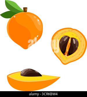 Eggfruit set botanical illustration with whole and half fruits Stock Vector
