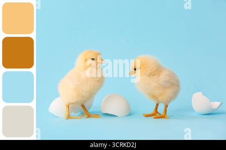 Cute little chicks on light blue background. Different color patterns Stock Photo