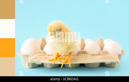 Cute little chick and eggs on light blue background. Different color patterns Stock Photo