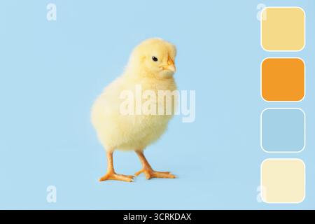 Cute little chick on light blue background. Different color patterns Stock Photo