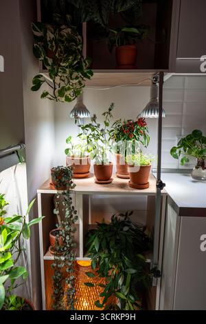 Growing plants under LED phyto lamp at home in winter season. Additional illumination. Stock Photo