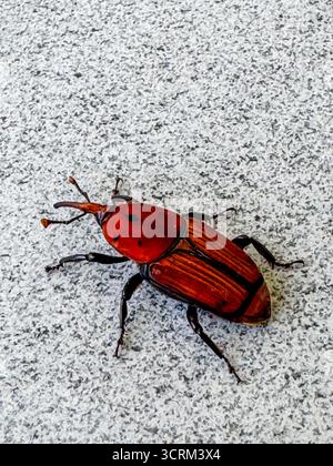 Rhynchophorus ferrugineus also known as red palm weevil, Asian palm weevil or sago palm weevil Stock Photo