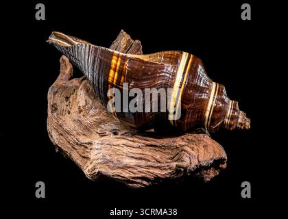Studio photo of a brown and white striped spiral Melongena seashell resting on a piece of rough, textured driftwood against a black background. Stock Photo