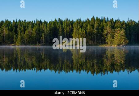Forest on the shore of a calm lake, the conifers are reflected in the water Stock Photo