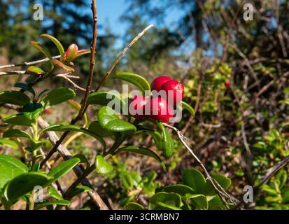 Ripe lingonberries on plant in forest Stock Photo