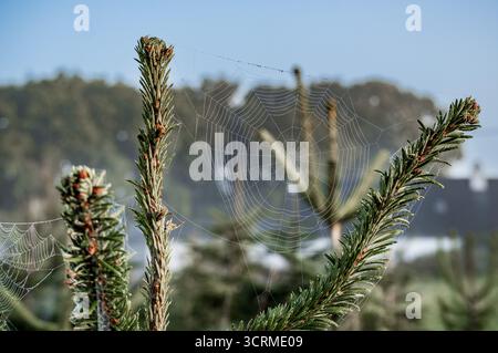 Spider web in Bretagne country, France Stock Photo