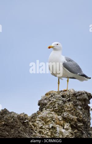 Mediterranean Gull (Larus michahellis) standing on a stone, Algarve, Portugal Stock Photo