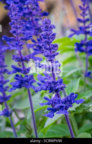 Closeup vertical view of bright purple blue flower spikes of salvia farinacea aka mealycup sage or mealy sage blooming outdoors in garden Stock Photo
