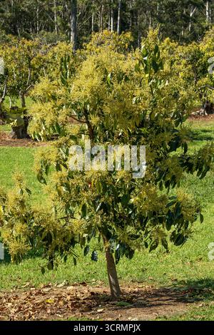 Small Hass Avocado tree (Persea Americana) covered in new season blossom and hanging avos ready to pick. Commercial orchard,Queensland, Australia. Stock Photo