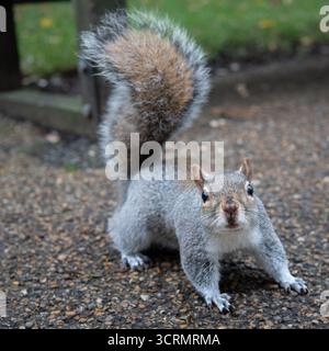 Grey Squirrel Close up looking at the camera Stock Photo
