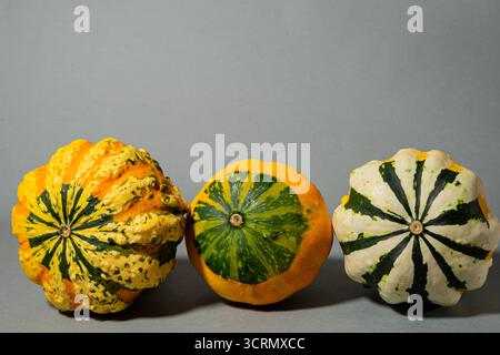 Colorful decorative pumpkins isolated on grey background. Autumn harvest. Stock Photo