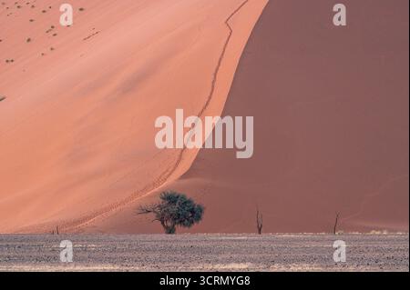 Solitary camelthorn tree (Vachellia erioloba) dwarfed by a sweeping pale rose dune in the ethereal morning haze, Sossusvlei, Namibia. Stock Photo