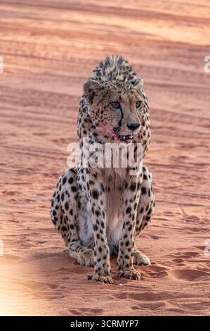 Wild cheetah sits alert on red Kalahari sand dunes at Bagatelle Game Ranch, staring forward with blood-stained muzzle after feeding, Namibia Stock Photo
