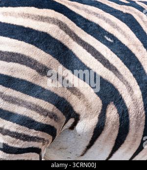Extreme close-up of Burchells zebra coat showing bold black and white stripe pattern, Etosha, Namibia Stock Photo