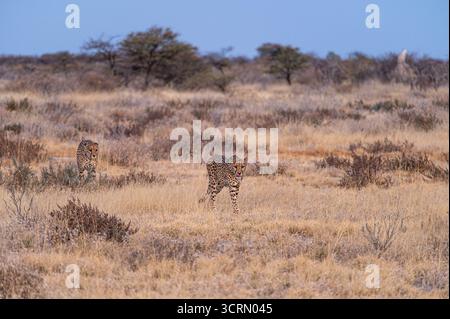 Wide-angle view of two cheetahs (Acinonyx jubatus) walking through pale misty blue-white dry savanna at cool dawn, atmospheric morning haze around the pair, Onguma Game Reserve, Namibia Stock Photo