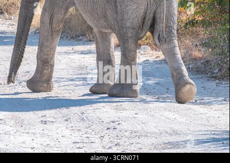 Low-angle close-up of African elephant (Loxodonta africana) legs and trunk on white dust, textured grey skin and power, Etosha, Namibia Stock Photo